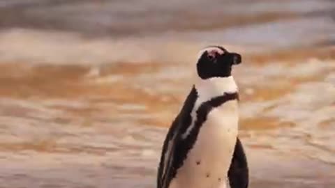 4.A Penguin Walking at the Beach