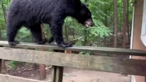 Polite Bear Listens And Gets Down Off Deck