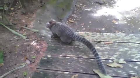 Marmoset jumps on the ground and climbs a tree in the botanical garden [Nature & Animals]