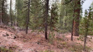 Classic Pine Forest Hiking – Central Oregon – Edison Sno-Park – 4K