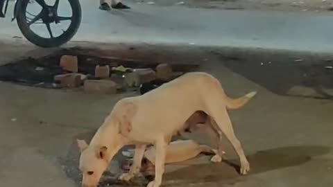 Mother Dog Died his baby dog on road😭, Don't do that