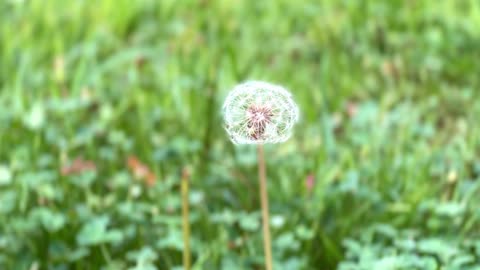 Dandelion seeds on the green lawn