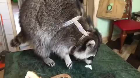 Raccoon with Ukrainian “Salo”