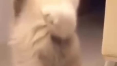Funny cat playing with a toy