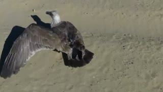 An Injured Sea Gull