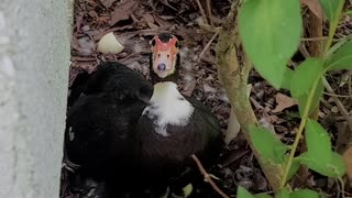 Mama Muscovy Ducks Part 2. They Hatched Today!!!