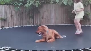 Dog Loves to Play on Trampoline