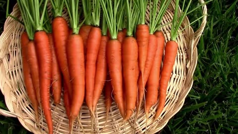 Harvesting Some Koral Carrots and What I think About Them