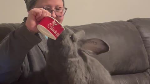 Rabbit Plays Tug of War for Chick-fil-A
