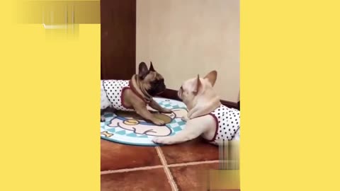dog lovingly plays with friend