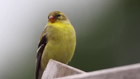 Goldfinch eyes problems