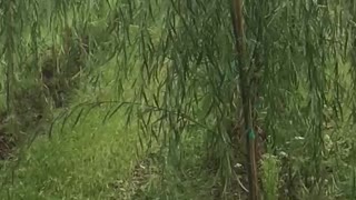 Weeping willows being grown at a field at Highland Hill Farm