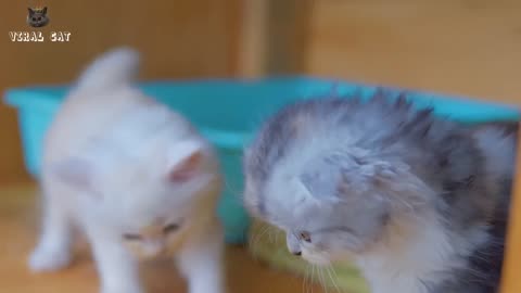 Cat Funny And Creative Video😂