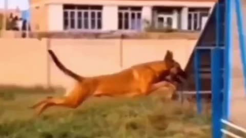 Soaring to New Heights! This dog's leap is nothing short of amazing