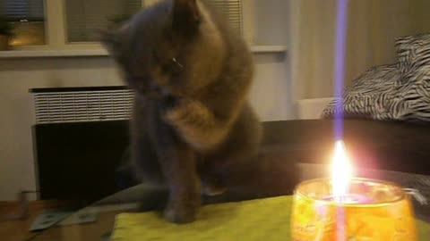 Curious kitten inspects candle flame