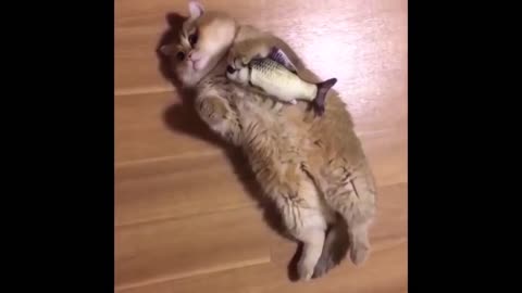 petscomrade 😂😂: Funniest Cats and Dogs Videos Compilation#5😂😂