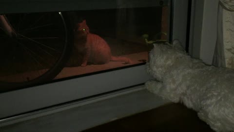 Terrier desperately wants to play with neighbor's cat