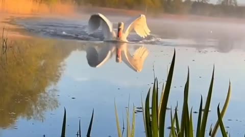 Swan in a beautiful view