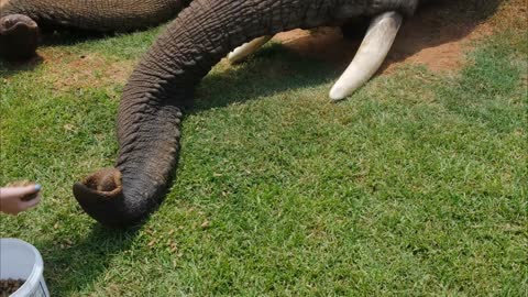 Footage Of People Feeding The Elephants