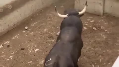 The Bull 🐂