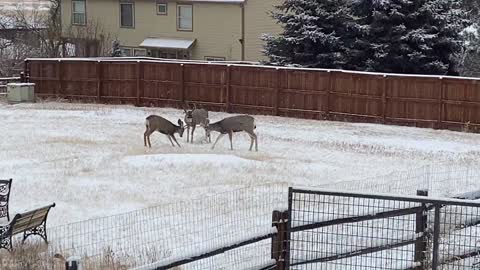 3 deer playing.5 antlers 3 young bucks