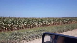 August 2020 Corn Crop Kansas