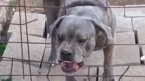 Pitbull🔥dog status | Pitbull dog fight scene | Dangerous dog breeds , American bully, Pitbull lover