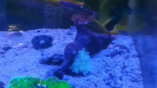Coral reef aquarium (2)