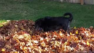 Dog Playing In Leaf Pile