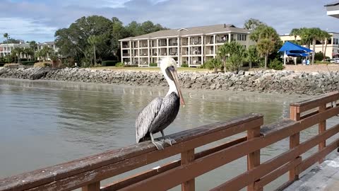 The Pelican Boy