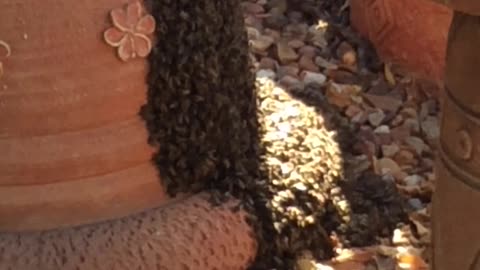 Bees come out of their natural Hive to cool off