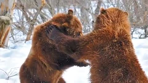 Difference Between Grizzly Brown and Kodiak Bears