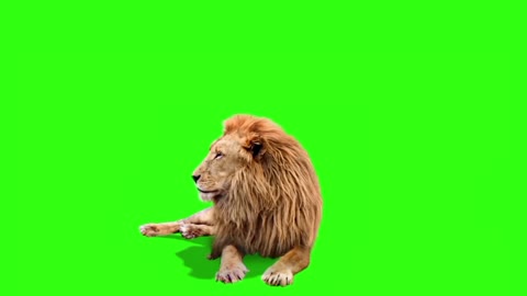 animal lion green screen keying video