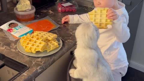 A Baby and a Kitty Share Waffles