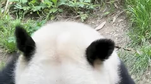 Adorable panda eating a bamboo stick🐼