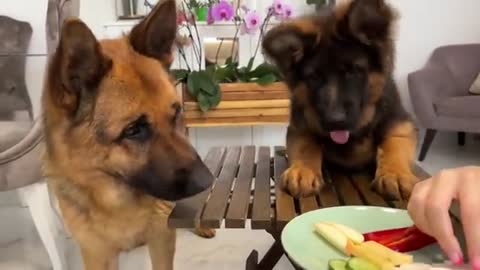 Impatient Baby Puppy and German Shepherd Reviews Food