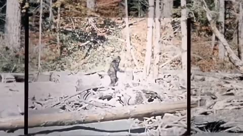 Patterson / Gimlin Bigfoot Film AI Upscaled