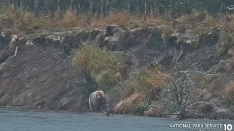 bear climbing to find a friend