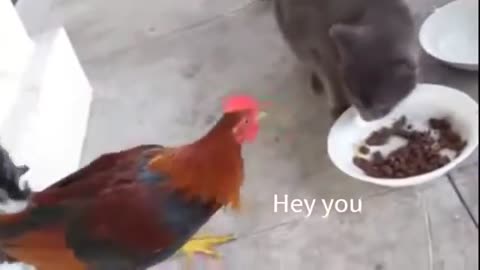 Begging chicken steals cat food with subs