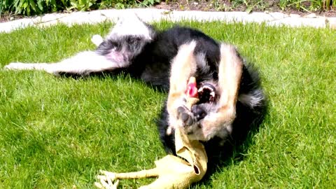 Cute dog playing in a Garden