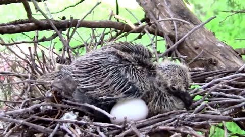 Baby Eurasian Collared Dove Every Day, From Egg to Leaving The Nest