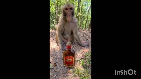 Monkey group playing with dog#cute cat#monkey#wildlife