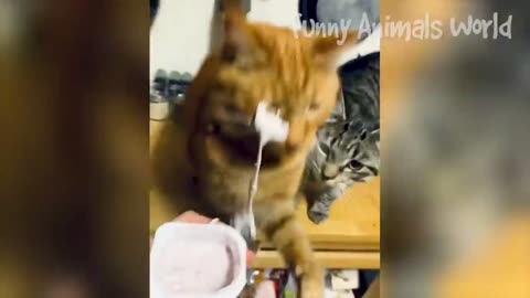 cat takes a spoonful of yogurt from the owner