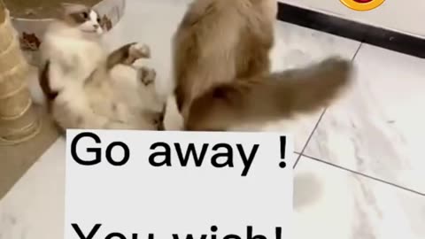 Best Funny Cute Cats Viral Clips