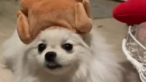 cute dog video
