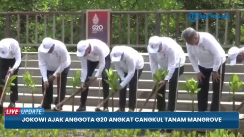 Diajak Jokowi Pegang Cangkul untuk Tanam Mangrove, Para Pemimpin Negara G20 Kebi