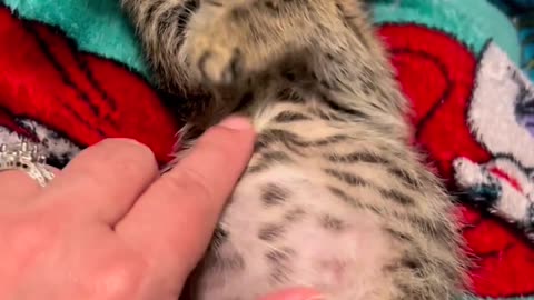 Cute kitten getting massage| cute cat| funny cat