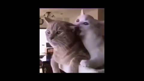 Funniest Animals - Best Of The Funny Animal Videos and Funny Pets Video Compilation 💗