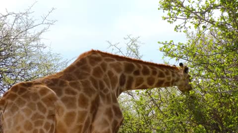 A tall giraffe eating a tree 🌳 will life of animal animal wild life