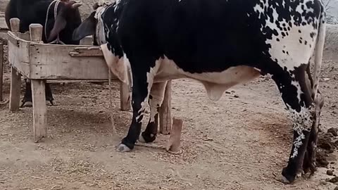 Cow for sale